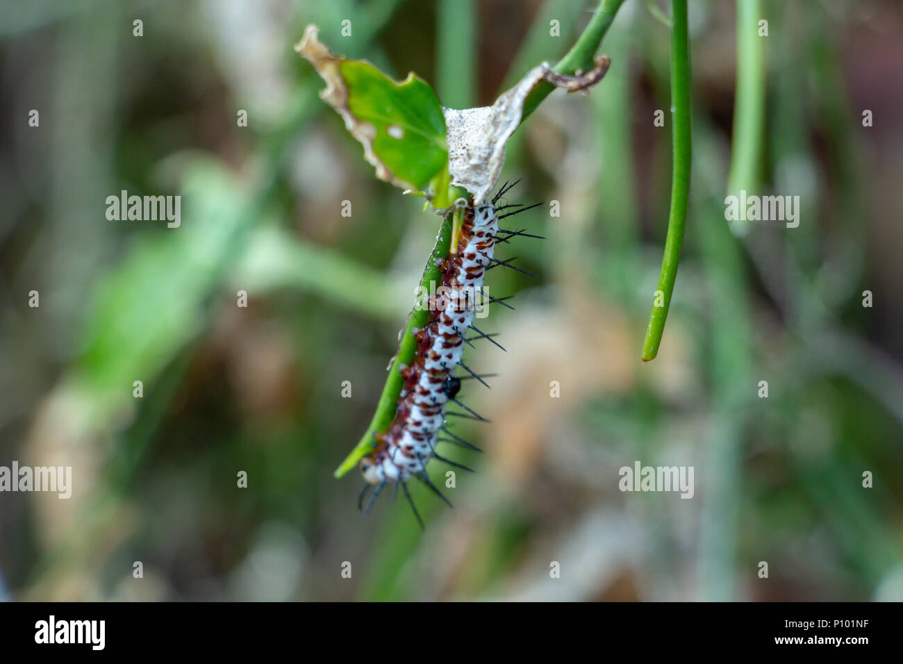 Zebra longwing caterpillar (Heliconius charithonia) on stem - Davie, Florida, USA Stock Photo