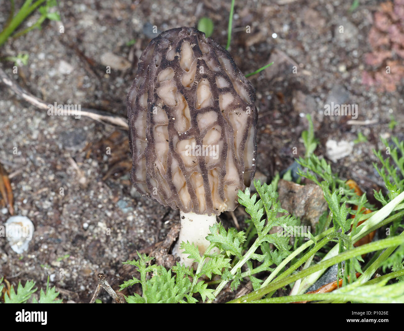 Wild black morel mushroom (most likely Morchella brunnea) growing in Central Washington state, USA Stock Photo
