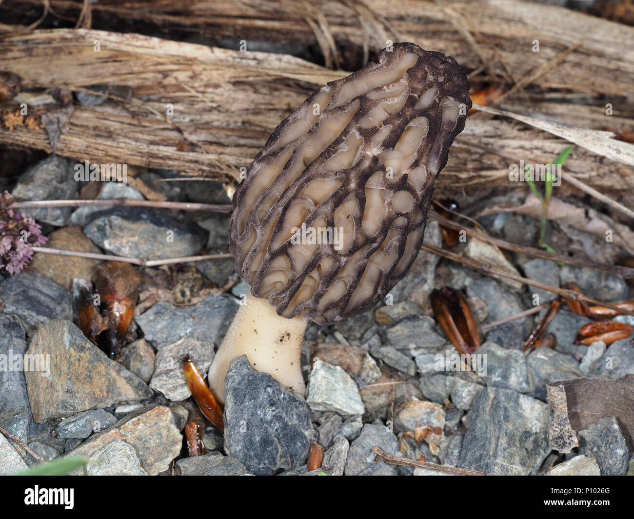 Wild black morel mushroom (most likely Morchella brunnea) growing in Central Washington state, USA Stock Photo