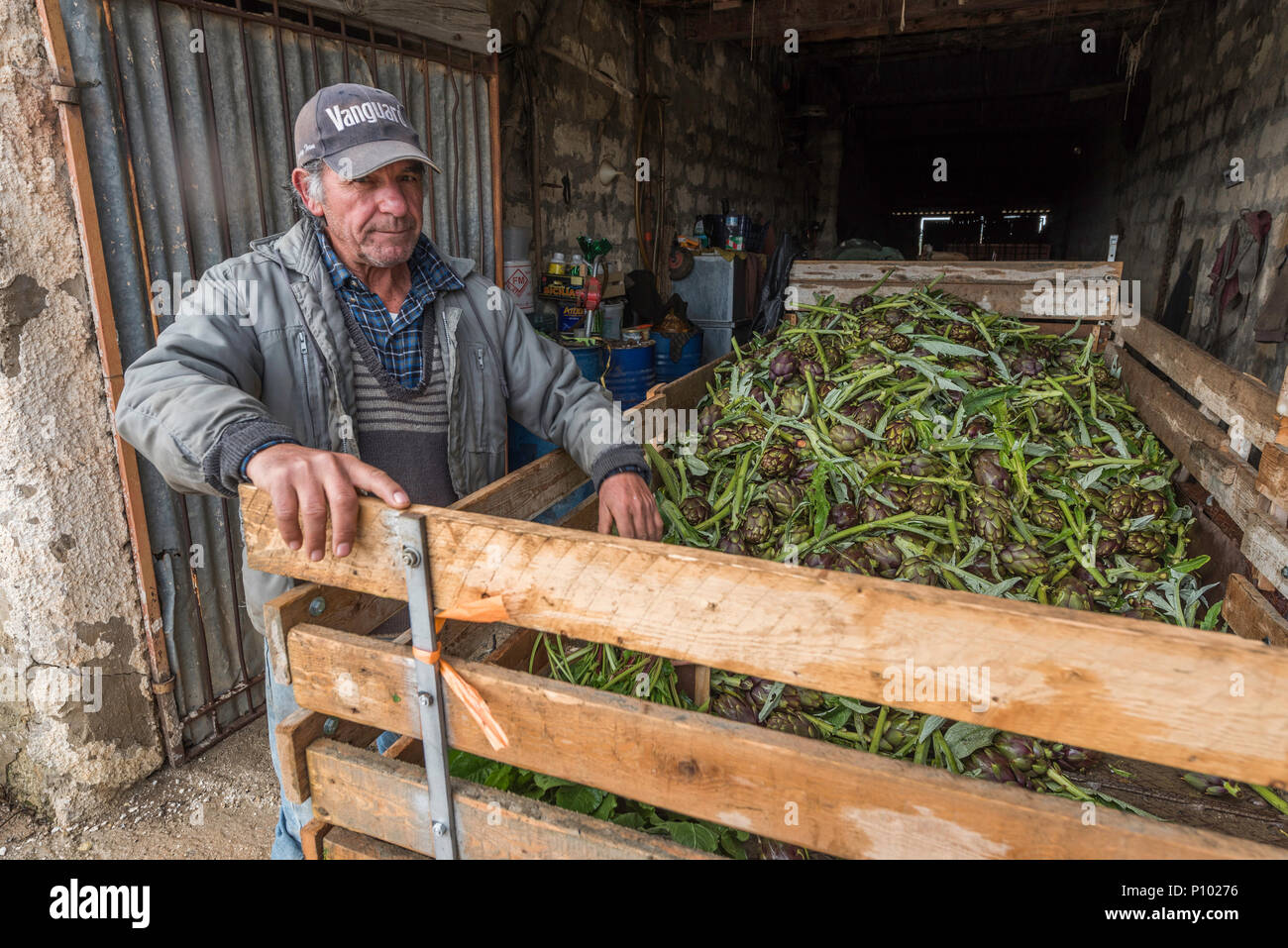 artichoke harvest, Menfi, Sicily, Italy Stock Photo