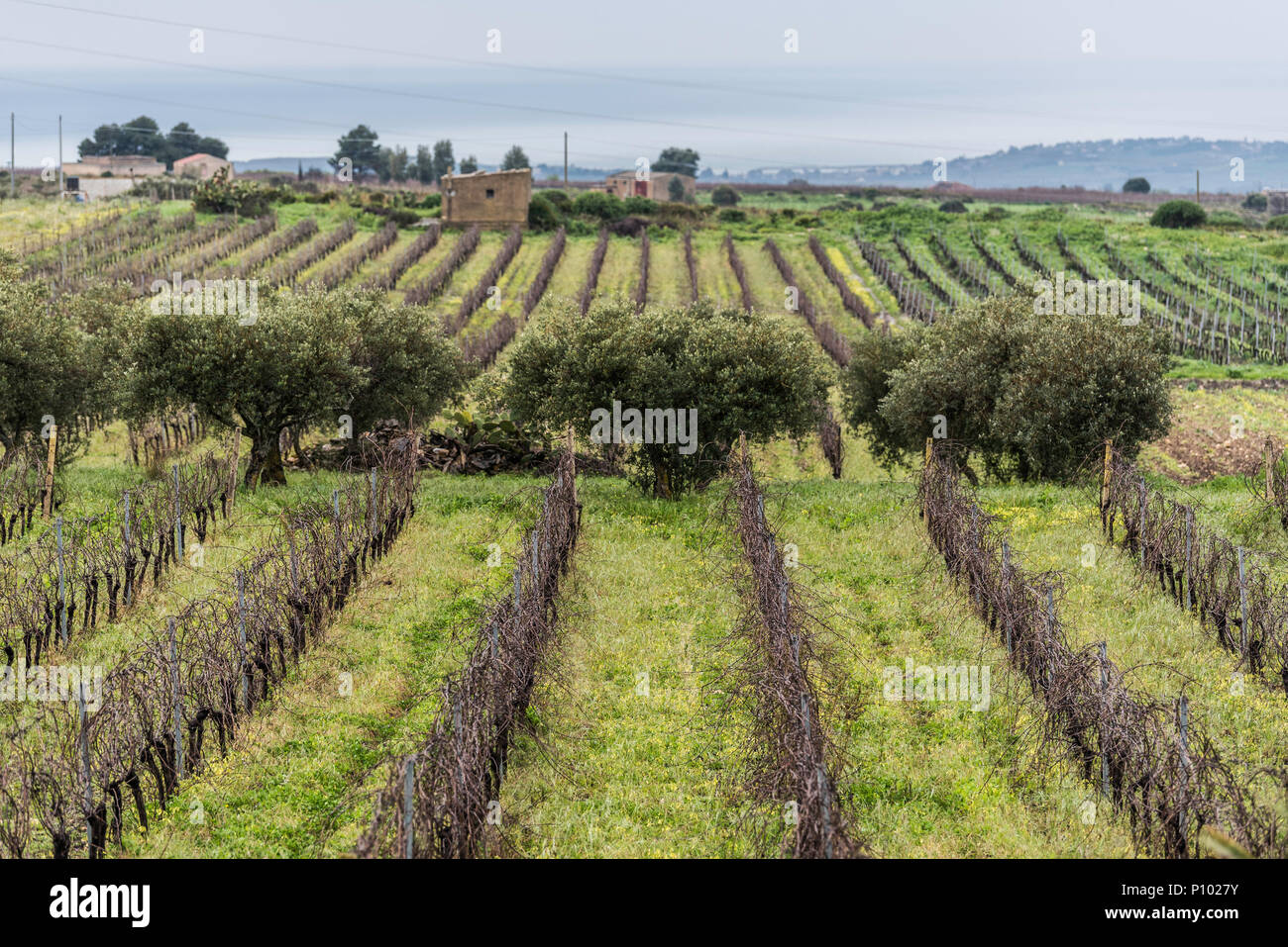 vineyards of Menfi, Sicily, Italy Stock Photo