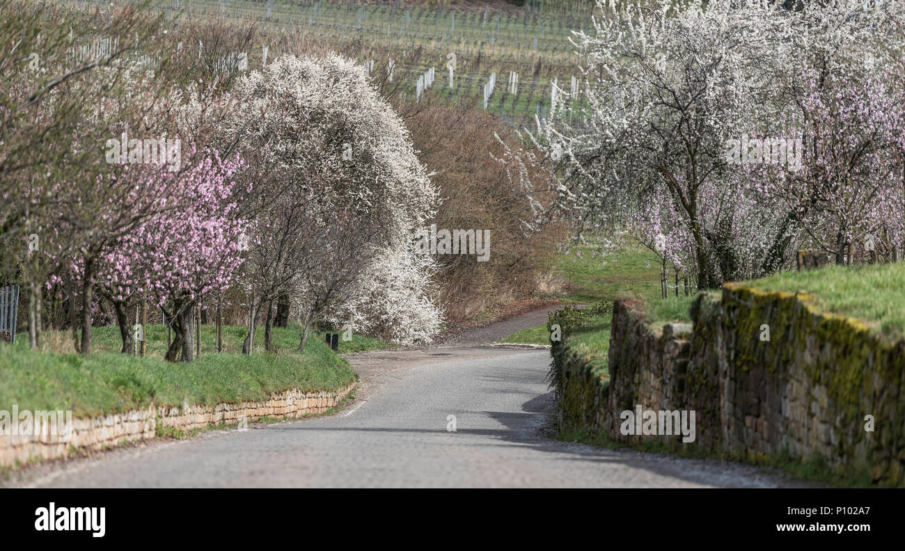 almonds in flower, Gimmeldingen, Palatinate, Germany Stock Photo
