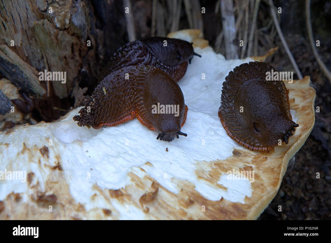 Spanish slug,  Arion vulgaris, highly invasive pest Stock Photo