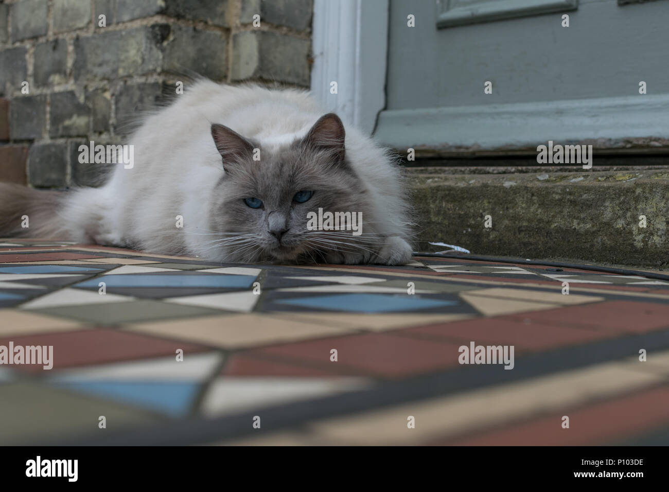fluffy cat laying on tiled front of terrace house in Cambridge Stock Photo