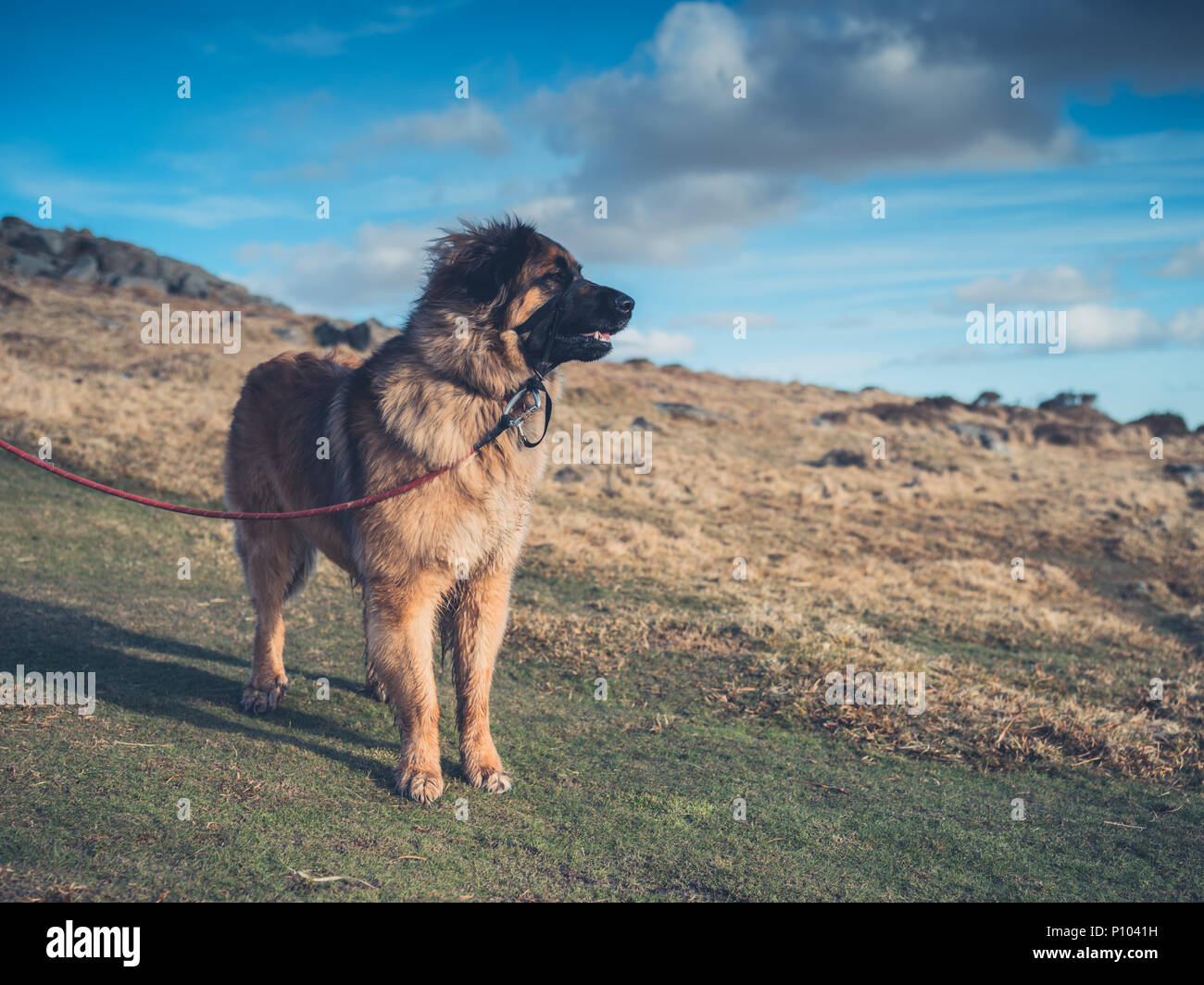 leonberger big dogs