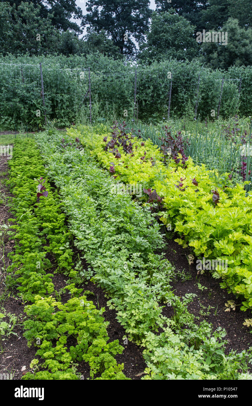 Urban vegetable garden growing herbs Stock Photo Alamy