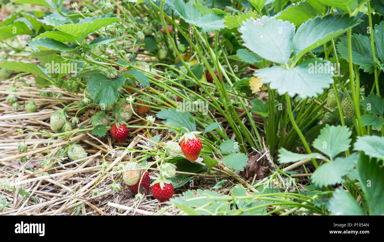 Strawberry in the garden Stock Photo - Alamy