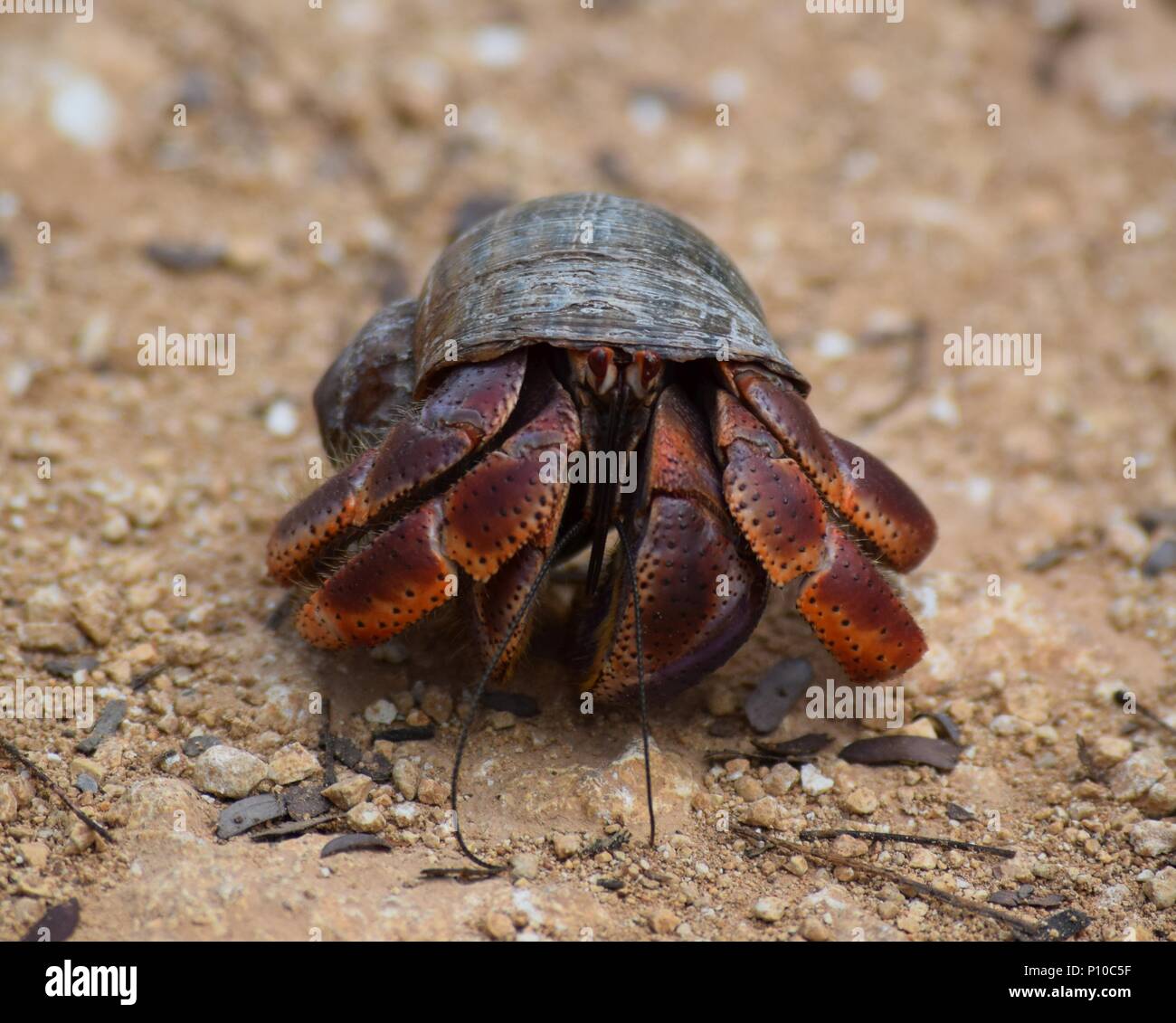 Hermit crab cuba hi-res stock photography and images - Alamy