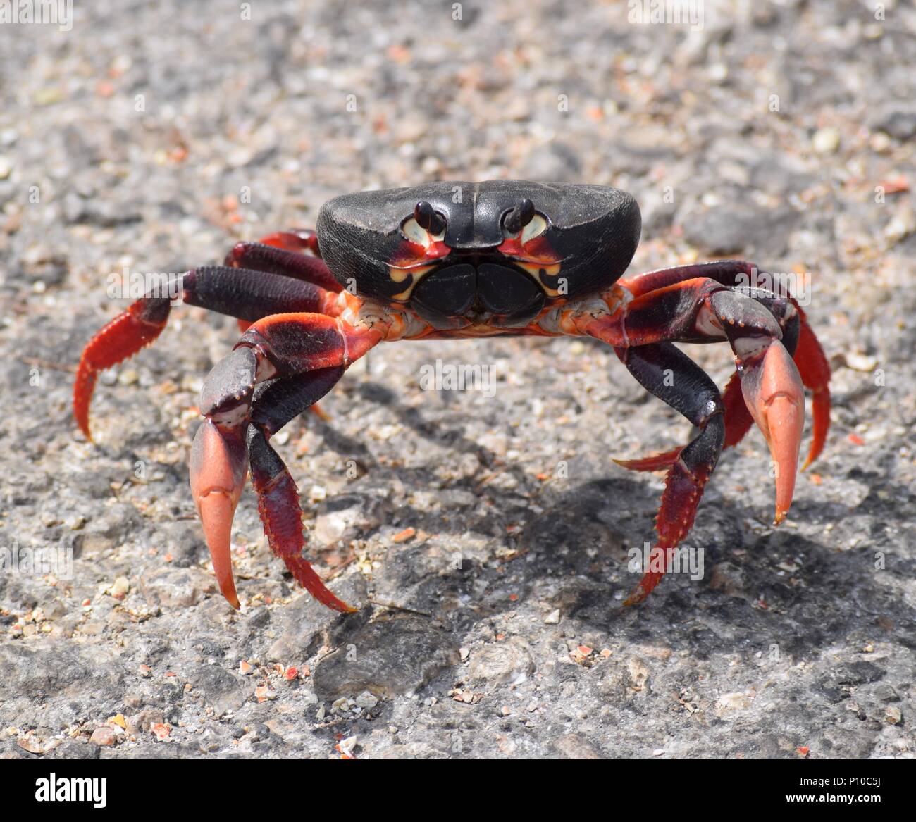 Black Land Crab High Resolution Stock Photography and Images Alamy