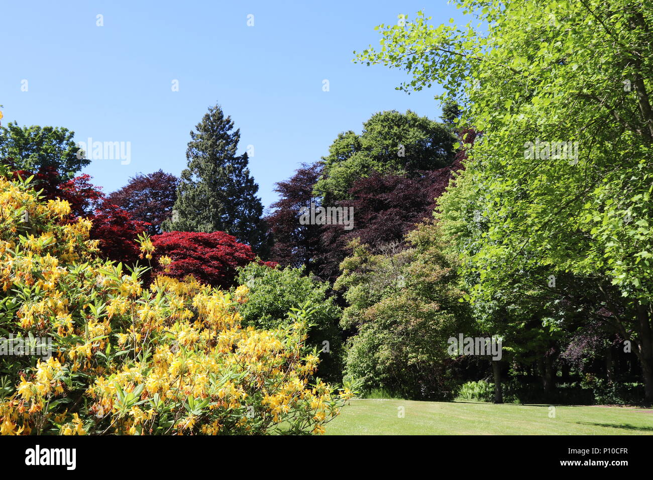 Flowers, plants and shrubs in formal garden against blue sky Stock Photo