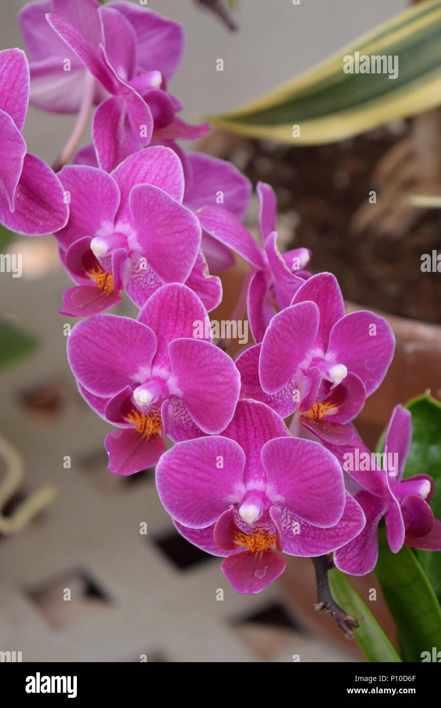 Garden of orchids hi-res stock photography and images - Alamy