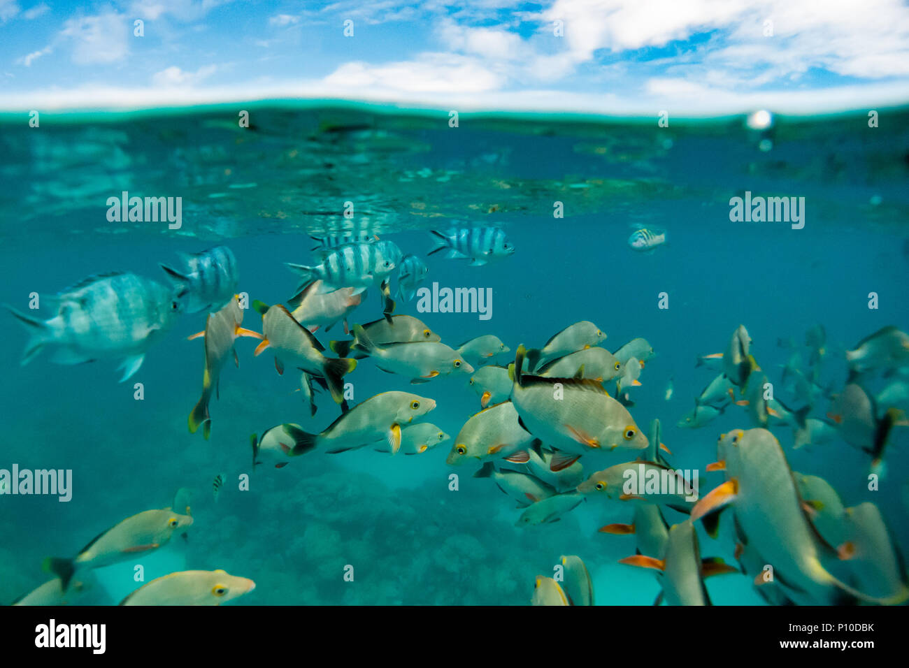 Snorkelers enjoying the incredible fish at the "aquarium" at Rangiroa