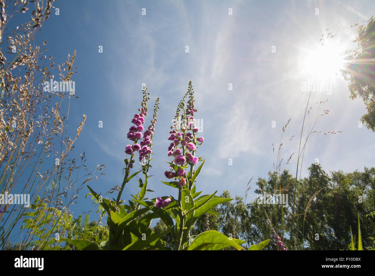 Worm's-eye view of foxgloves (Digitalis purpurea) in summer with copy space Stock Photo