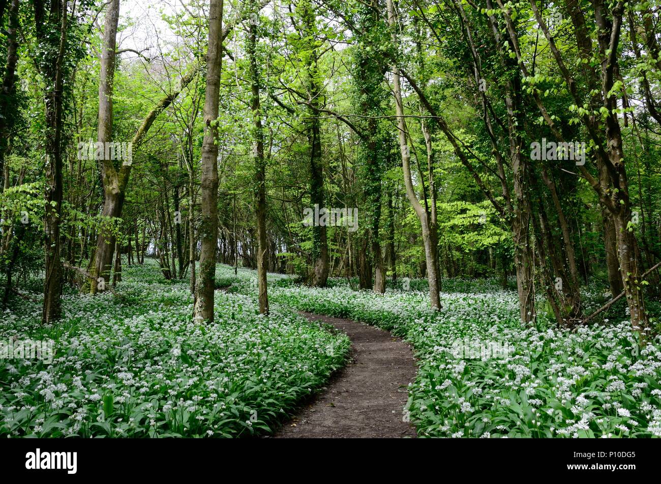 Winding footpath through a carpet of Ramsons Allium ursinum wild garlic ...