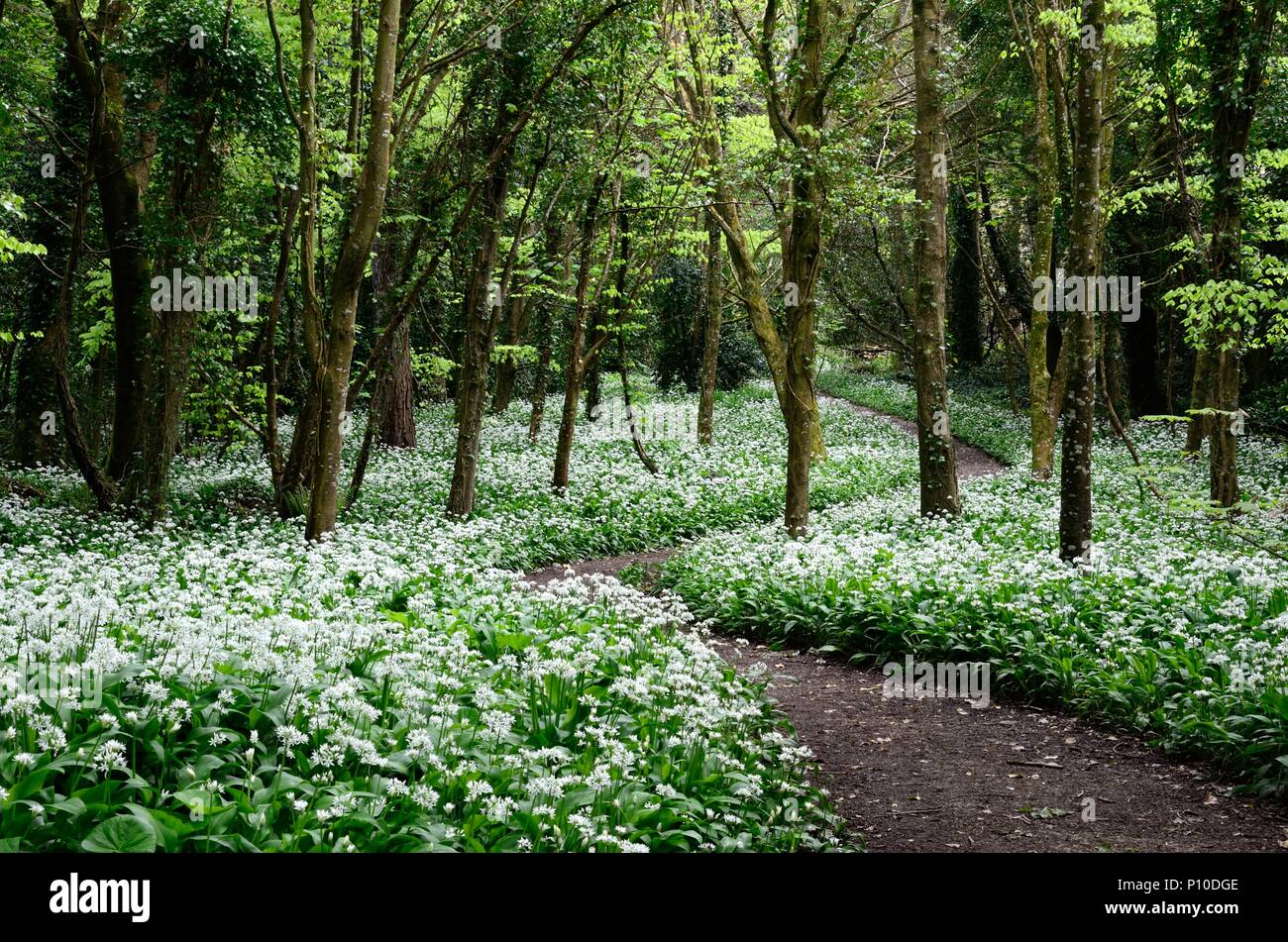 Winding footpath through a carpet of Ramsons Allium ursinum wild garlic ...