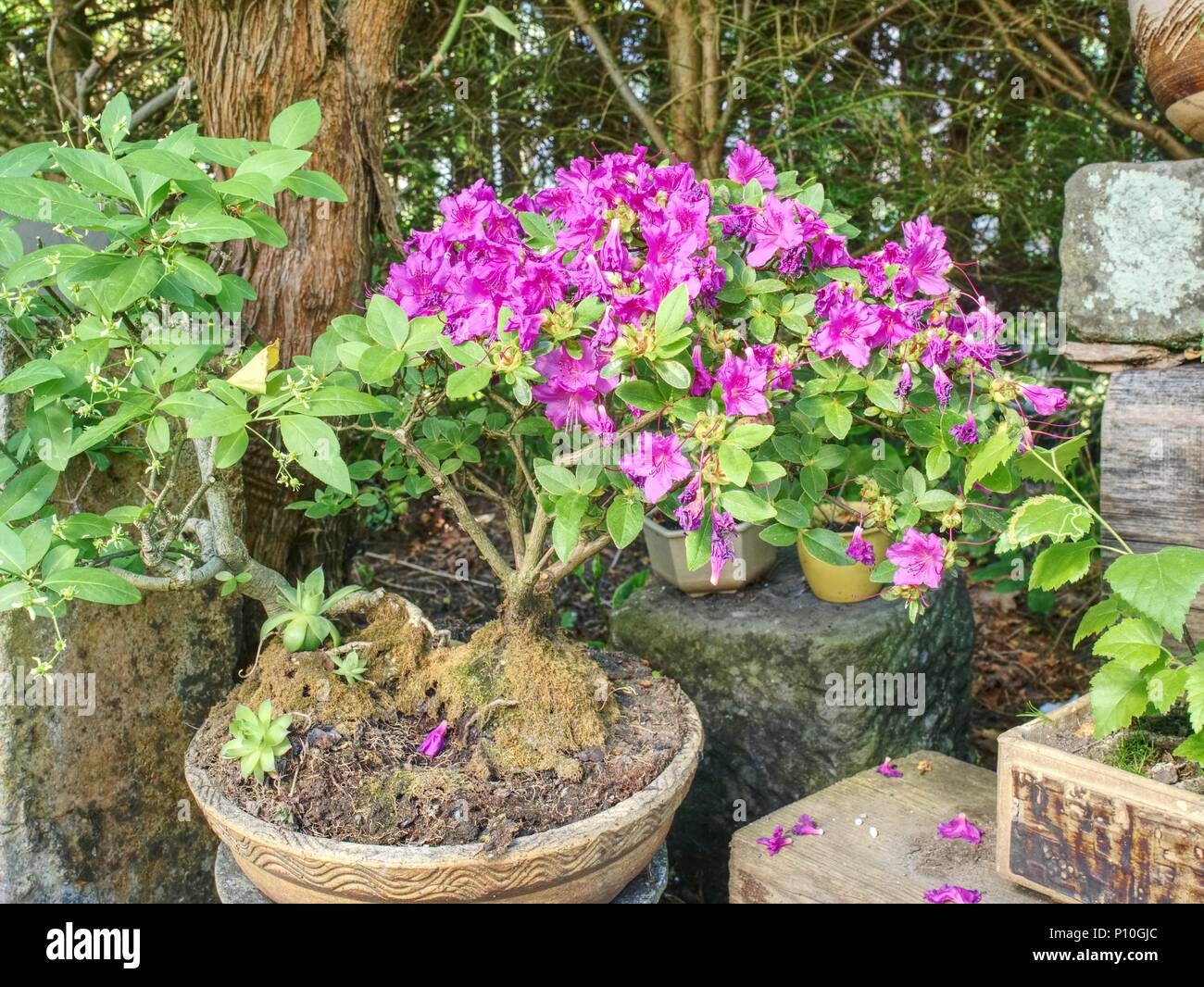 Blooming pink azalea bonsai tree in a pot in Japanese garden. Closeup