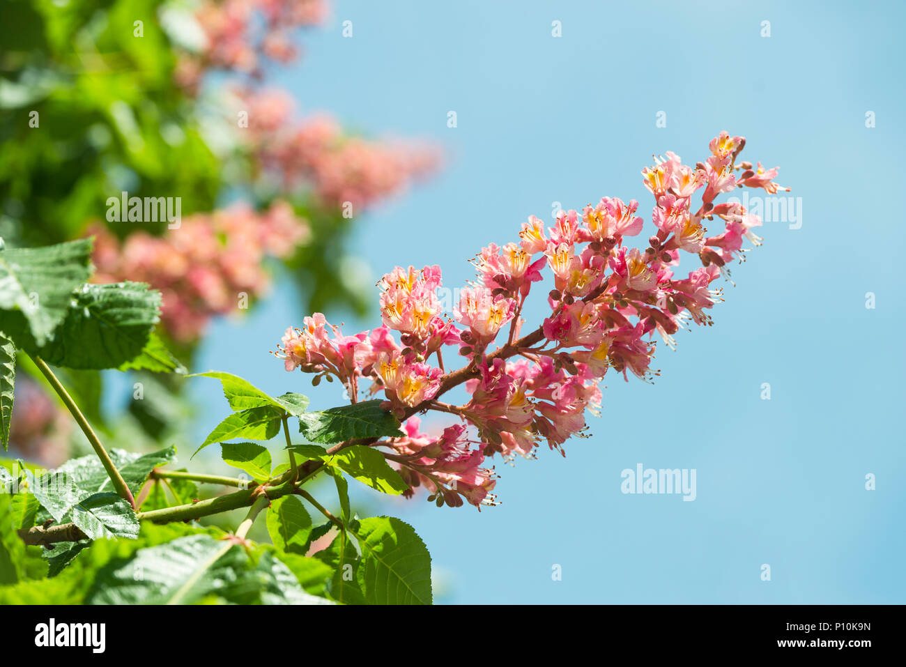 Blossom flower of common horse-chestnut in sunlight in front of blue sky, Bavaria, Germany Stock Photo