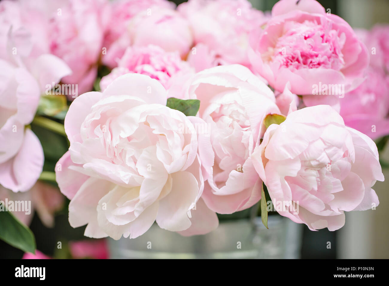 Lovely flowers in glass vase. Beautiful bouquet of pink peonies ...