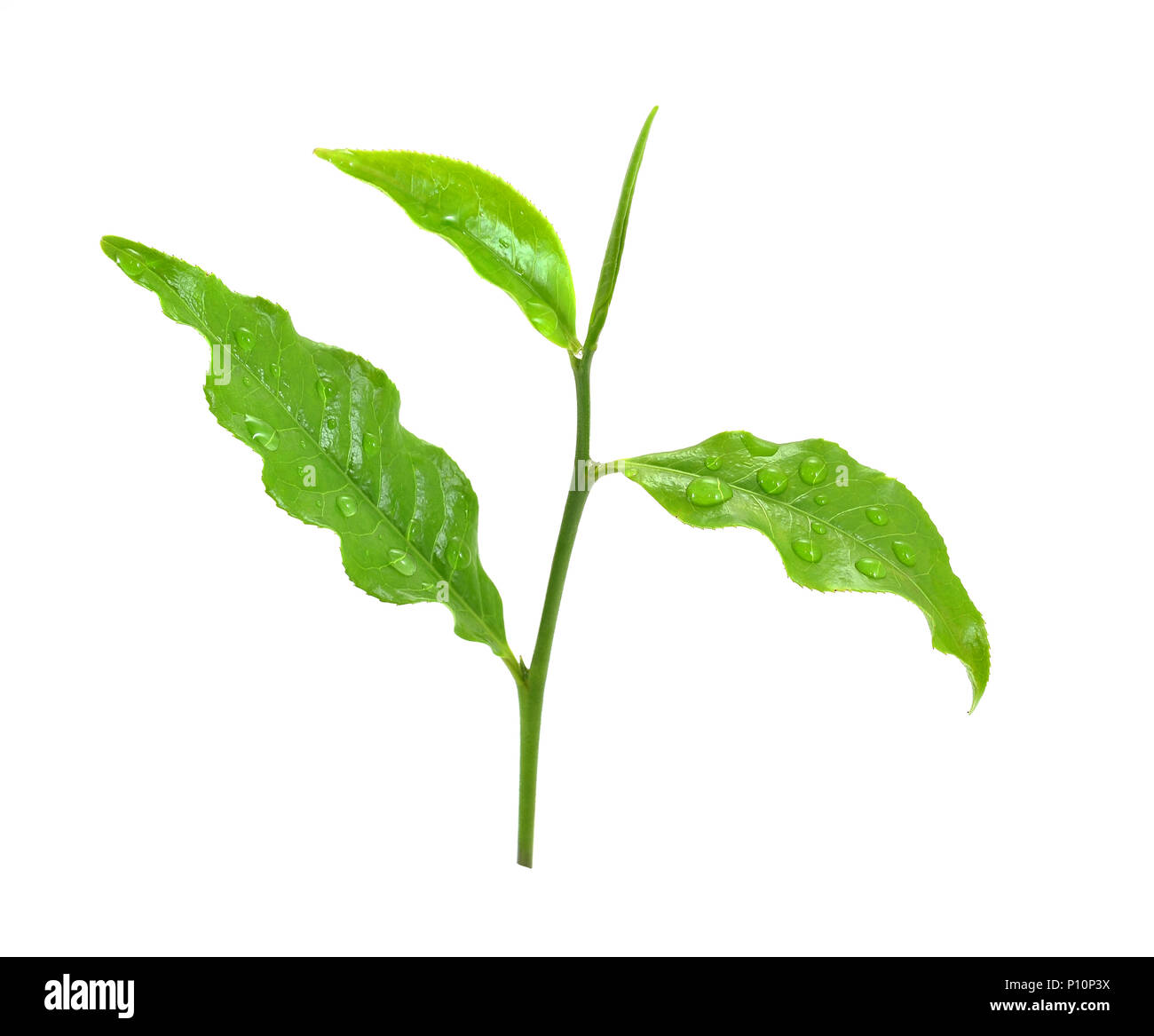 Green tea leaf isolated on white background Stock Photo Alamy