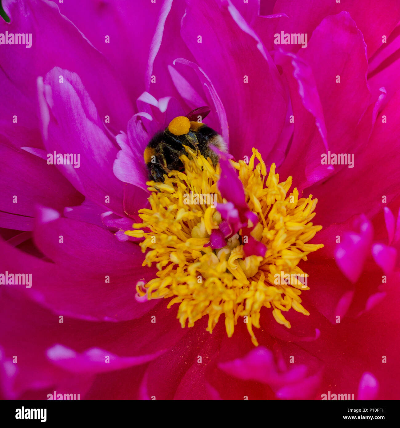 Bumblebee (bombus) collecting nectar and pollen in a pink and red peony rose flower Stock Photo