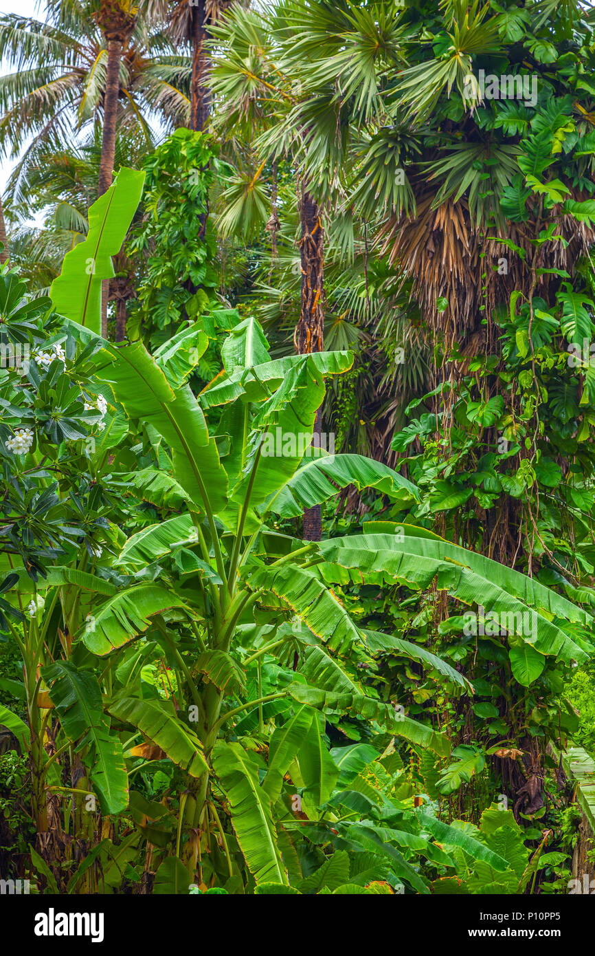 Tropical paintings hi-res stock photography and images - Alamy