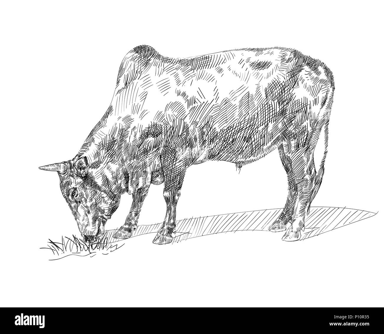 Drawing of bull eating grass with shadow on white background,vector