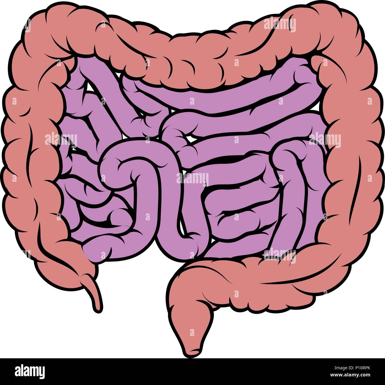 Intestine Gut Digestive System Diagram Stock Vector