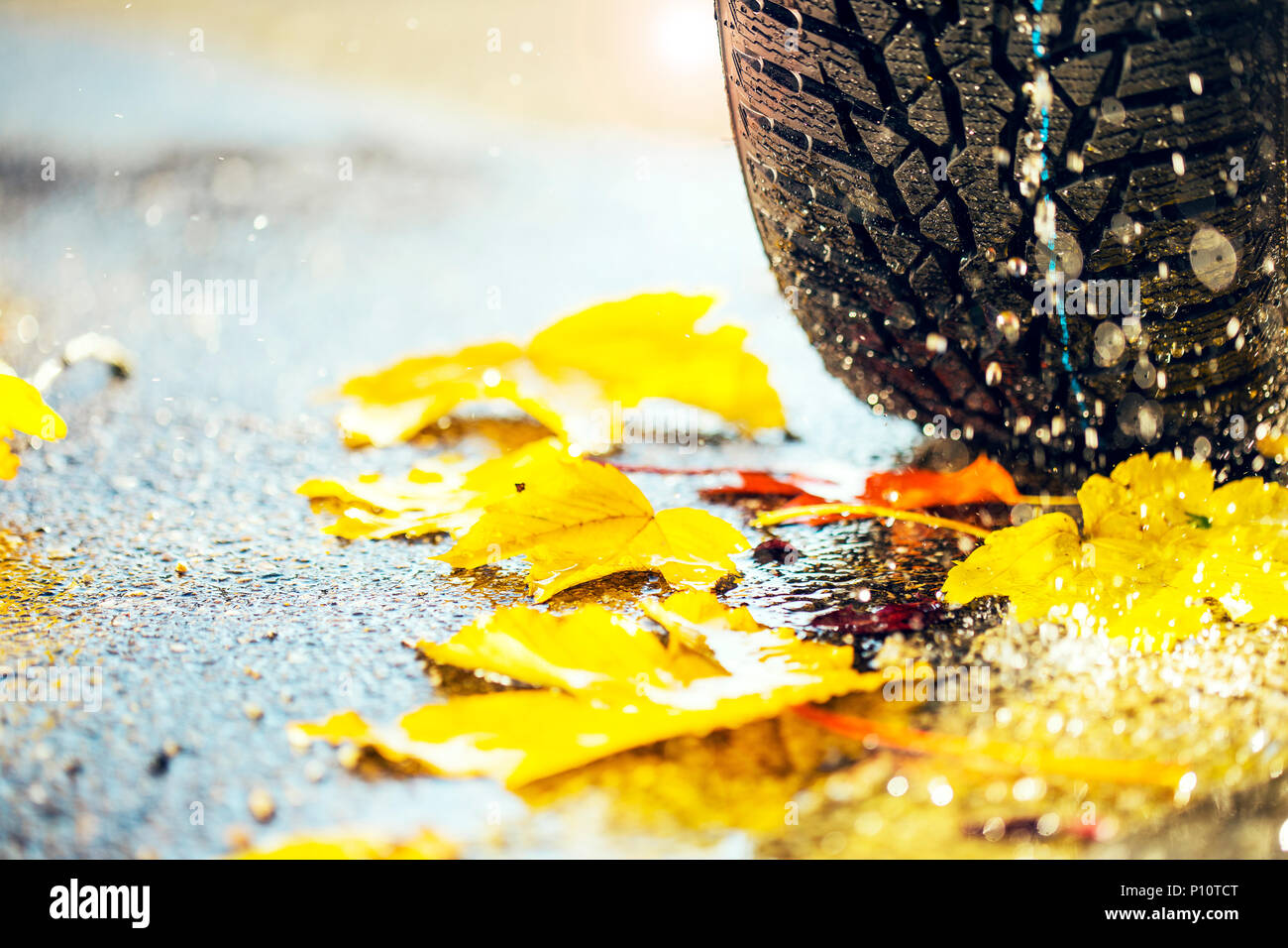 winter tire on a wet road with leaves, symbol Stock Photo