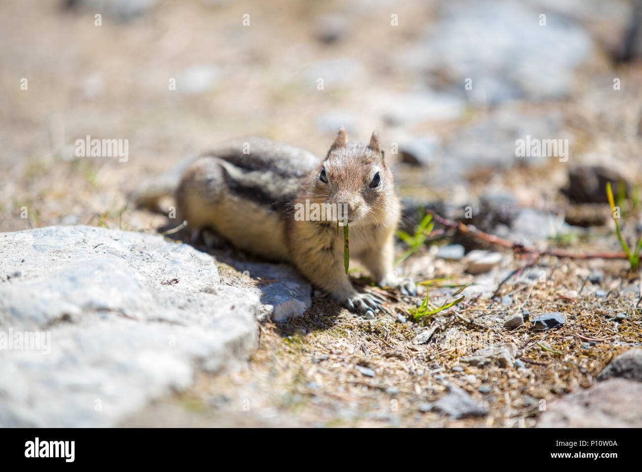 Squirrel eating grass Stock Photo Alamy