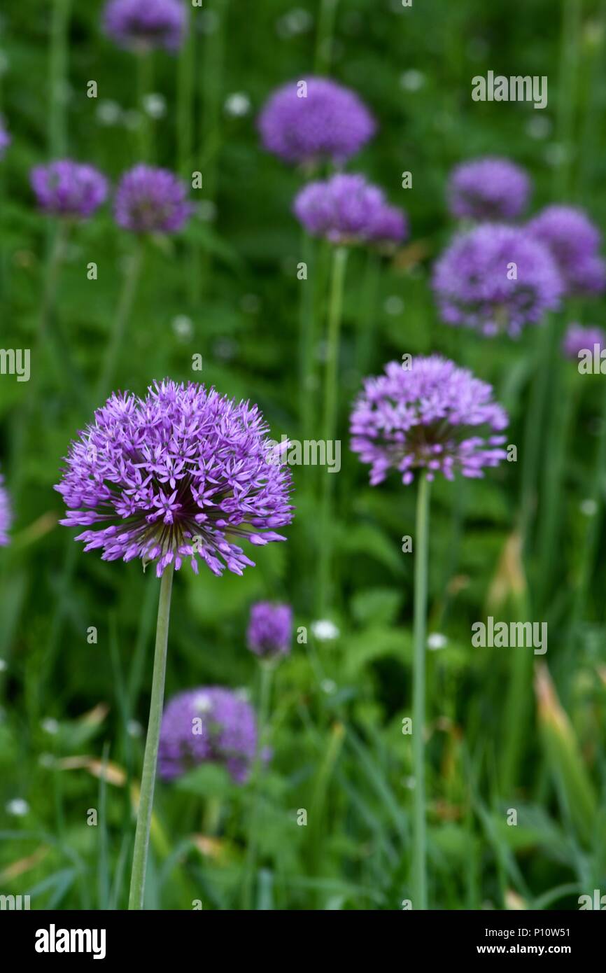 Alliums or onions flowering Stock Photo