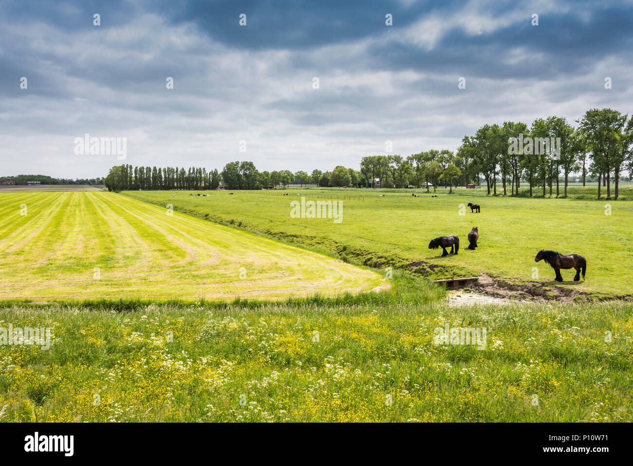 Typical landscape of carved fields in Holland with classic farm horses and cows. edam netherlands. Stock Photo