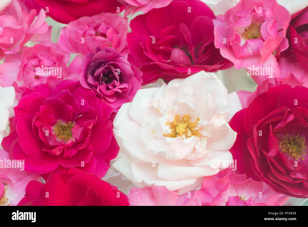 white, pink, red rose flowers in water closeup Stock Photo