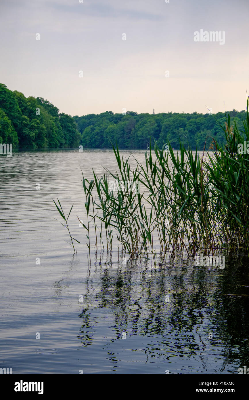 View from the reeds on the shores of Lake Schlachtensee in Berlin-Zehlendorf, Germany, on a cloudy summer day. Stock Photo