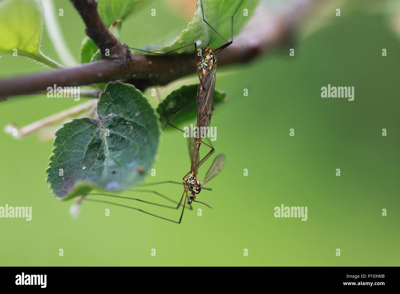 Harmful Insects High Resolution Stock Photography and Images Alamy