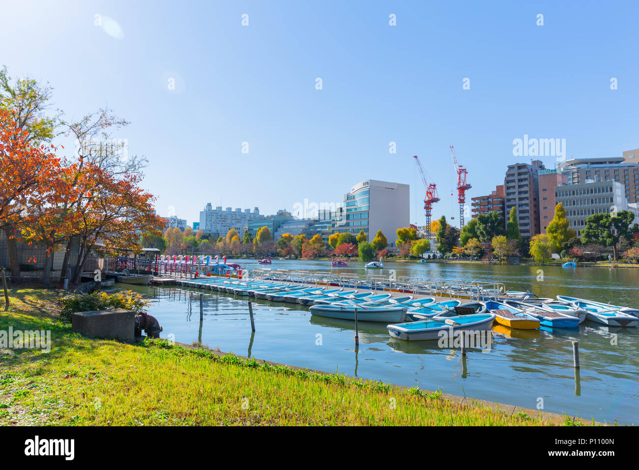 Ueno Park is most popular public relax green space lake with pedal boats in central of Tokyo established in 1873 with 8,800 trees and sakura that bloo Stock Photo
