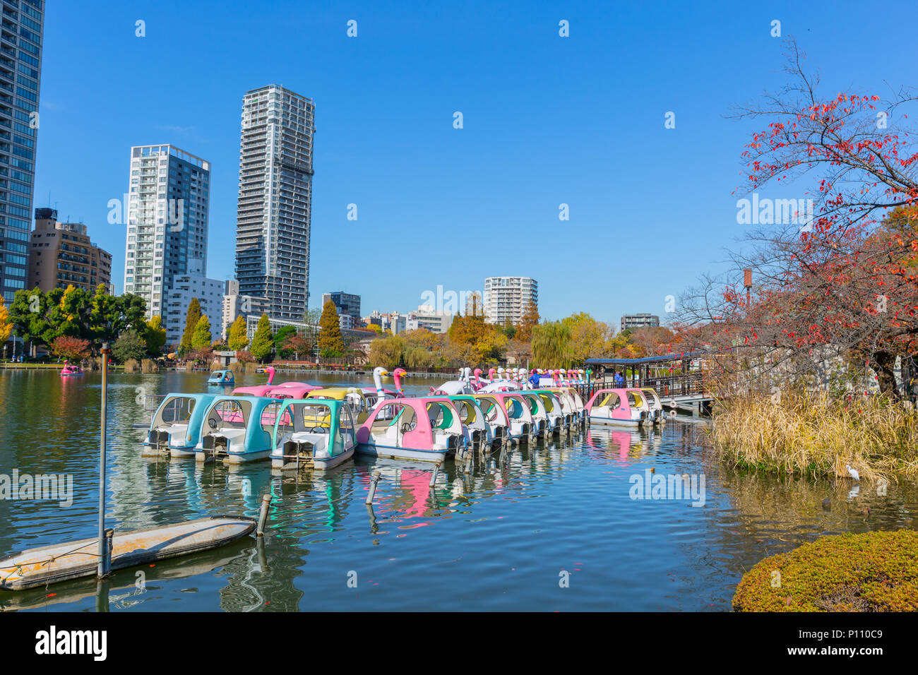 Ueno Park is most popular public relax green space lake with pedal boats in central of Tokyo established in 1873 with 8,800 trees and sakura that bloo Stock Photo