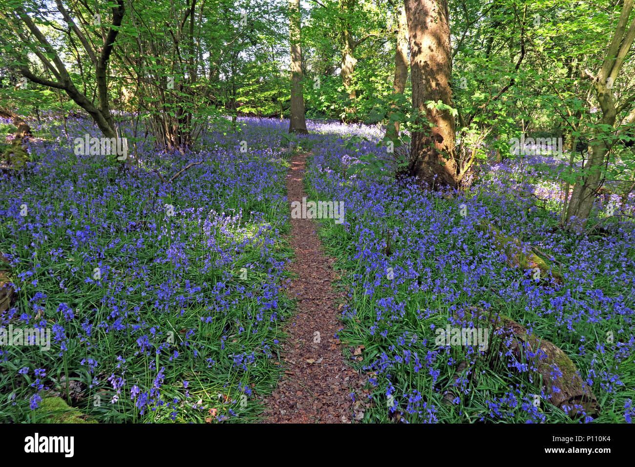 English Bluebell Wood in spring, Cheshire, England, UK Stock Photo