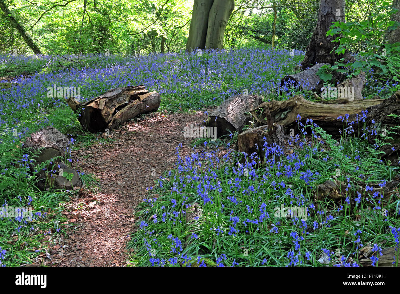 English Bluebell Wood in spring, Cheshire, England, UK Stock Photo