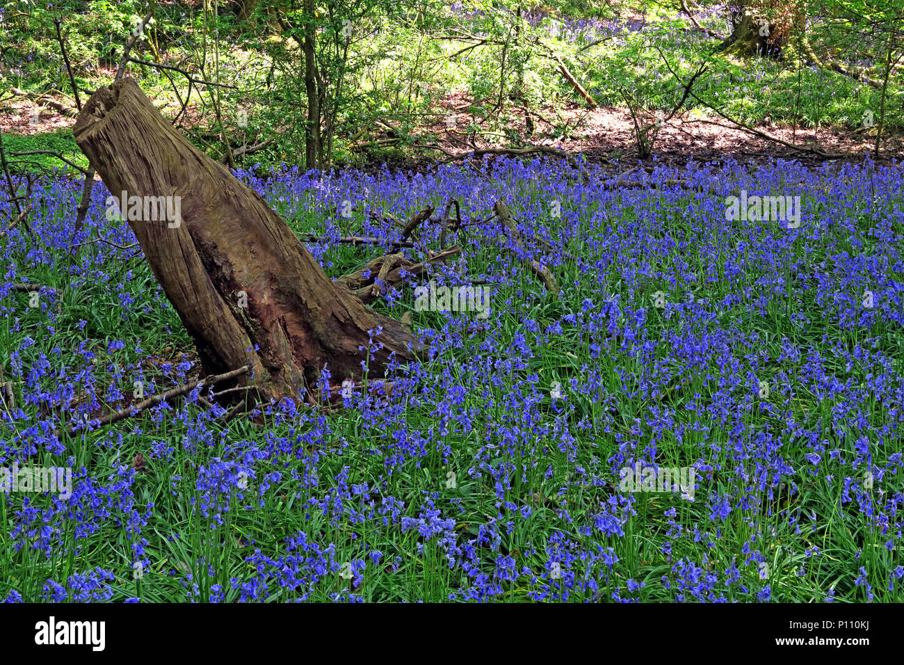 English Bluebell Wood in spring, Cheshire, England, UK Stock Photo