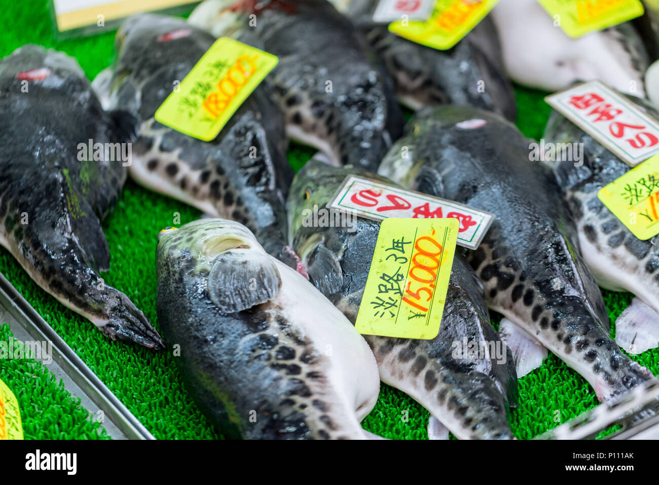 text fugu download japanese text fugu download japanese