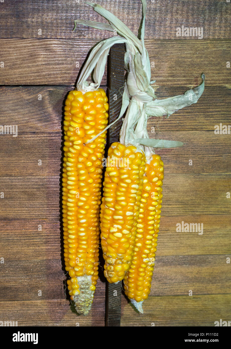 Dry corn on the cob kernels are peeled Stock Photo Alamy