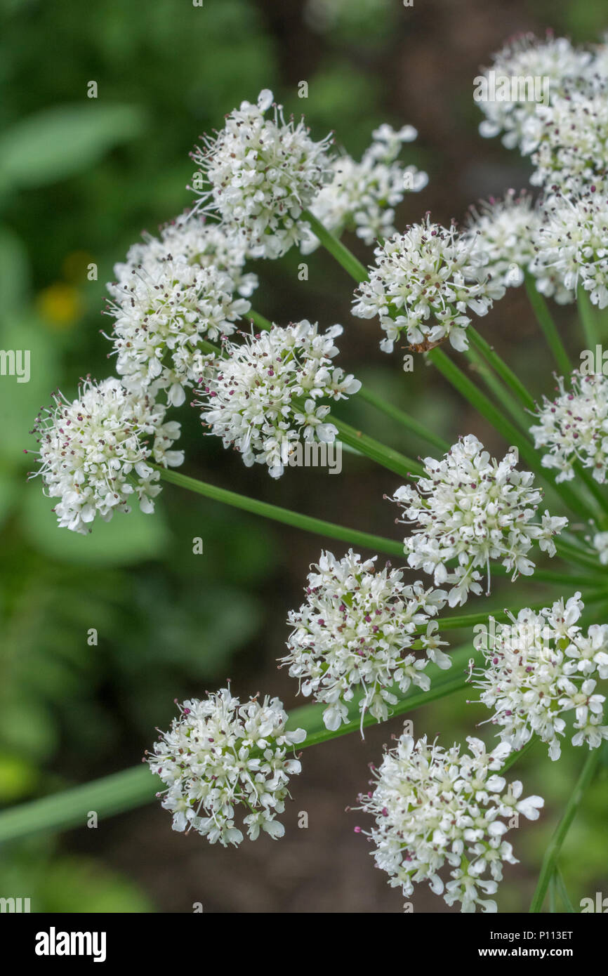 Flowering head of Hemlock Water-Dropwort / Oenanthe crocata. One  of UK's most poisonous plants with leaves like parsley and favours wet habitats. Stock Photo