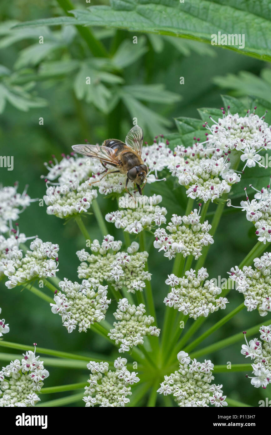 Flowering head Hemlock Water-Dropwort / Oenanthe crocata with insects. One of UK's deadliest plants with leaves like parsley & favouring wet habitats Stock Photo