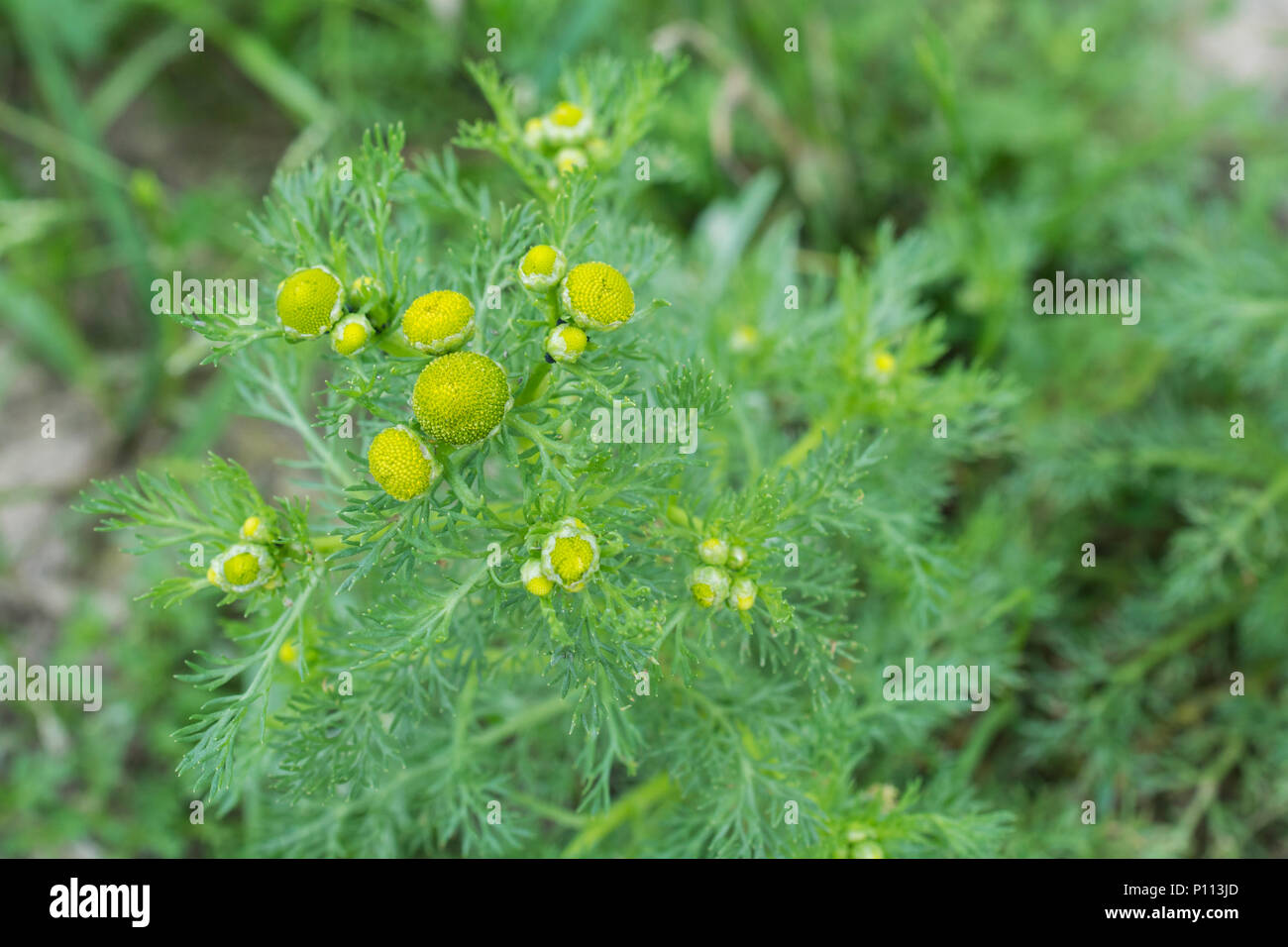 Macro flowers of Pineapple Weed / Matricaria discoidea which has the