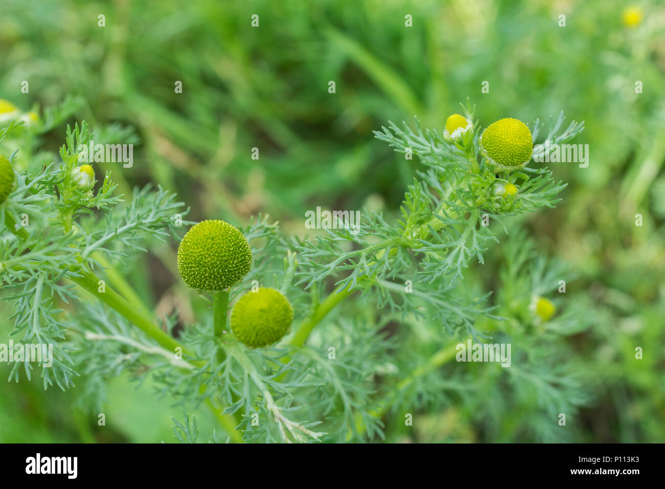 Macro flowers of Pineapple Weed / Matricaria discoidea which has the