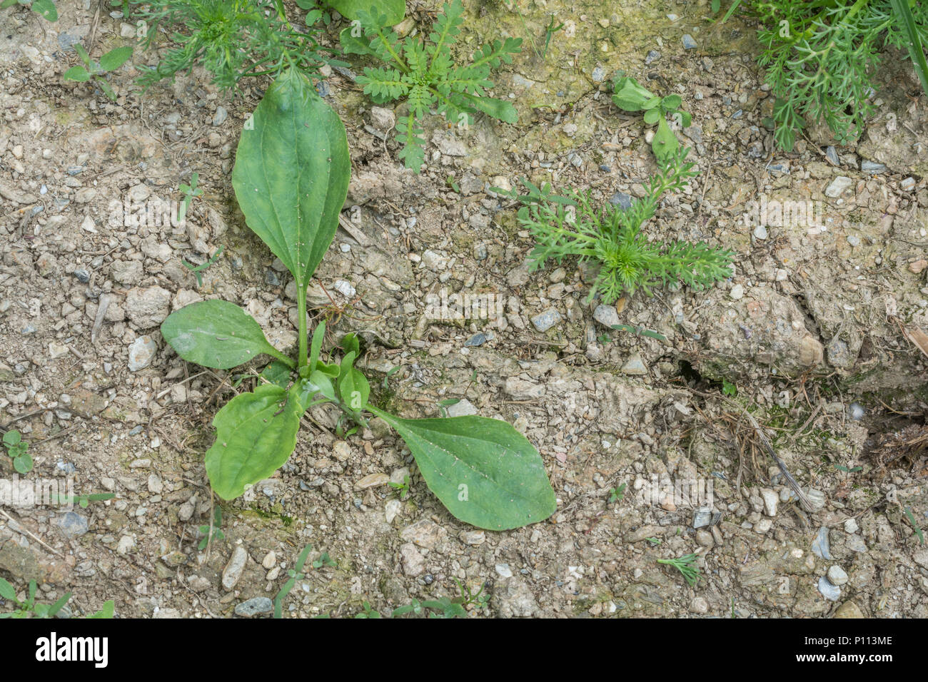 Greater Plantain / Plantago major plant. Young leaves edible cooked, and also a plant once used in herbal medicine. Weeds sprouting. Stock Photo