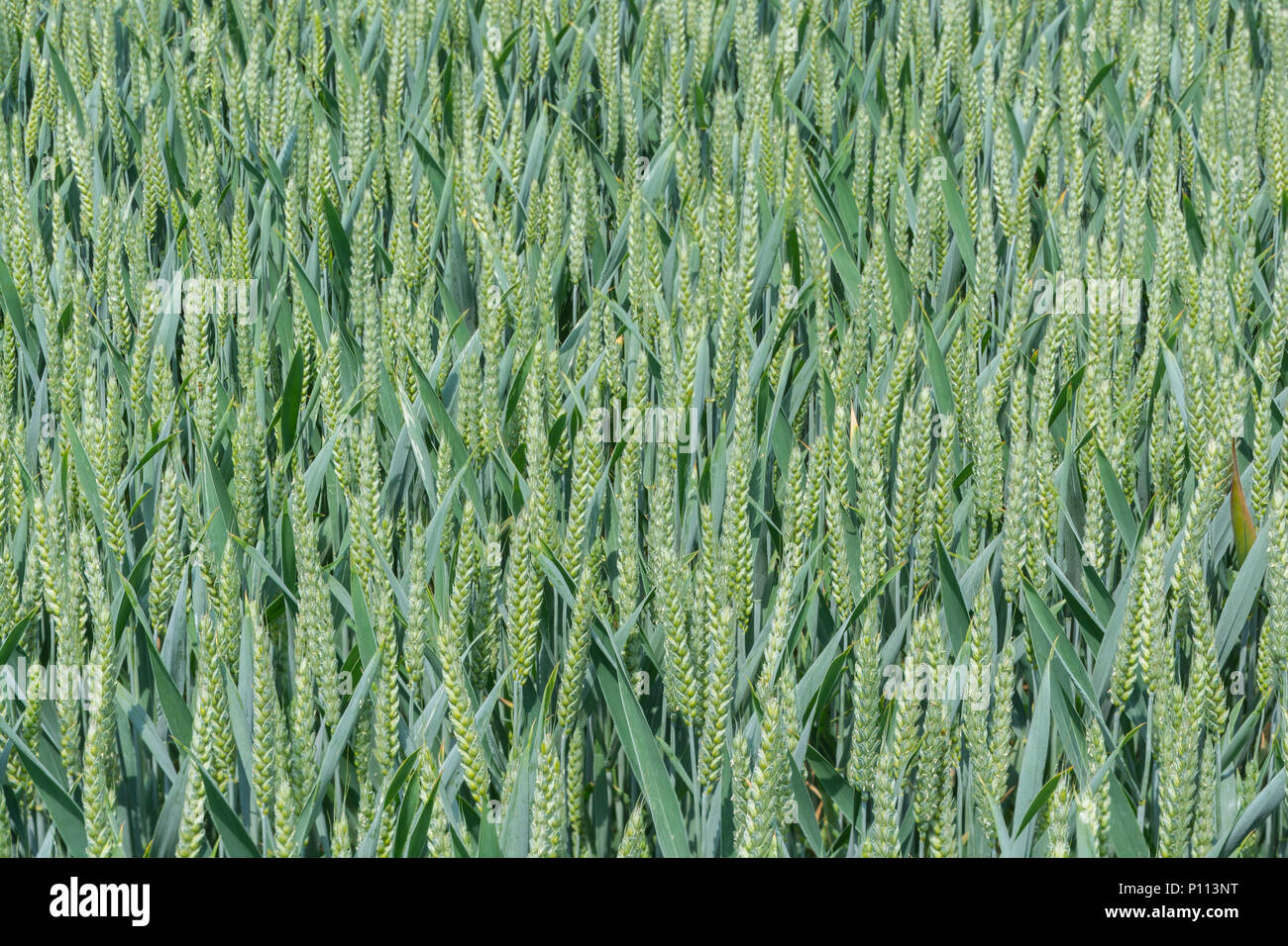 Variety of Wheat / Triticum still in its unripe green state. 2020 UK wheat crop. Stock Photo