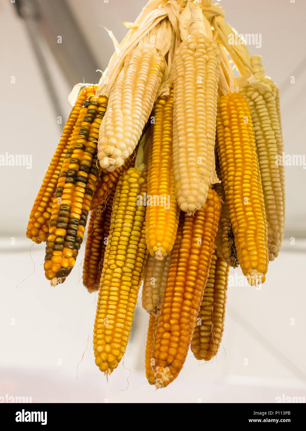 Dry corn on the cob kernels are peeled Stock Photo Alamy