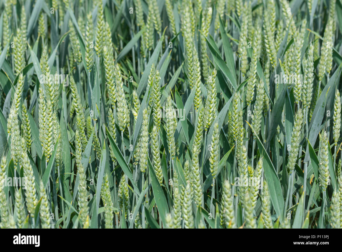 Variety of Wheat / Triticum still in its unripe green state. 2020 UK wheat crop. Stock Photo