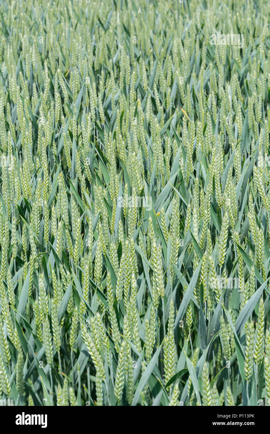 Variety of Wheat / Triticum still in its unripe green state. Stock Photo